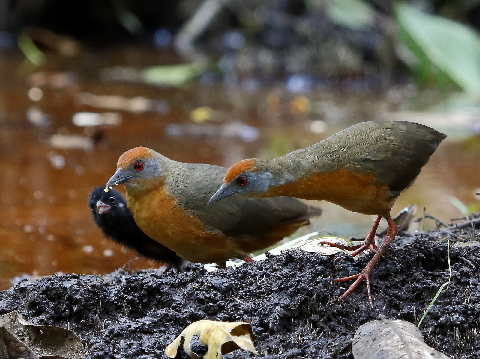 image Russet-crowned Crake